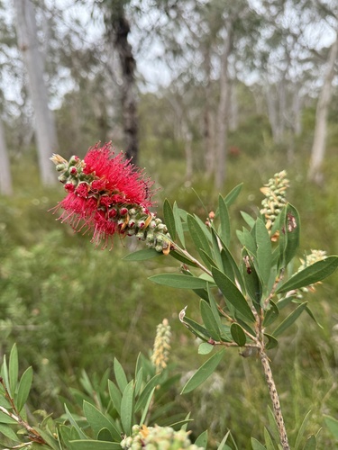 Melaleuca citrina