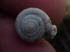 Daedalochila