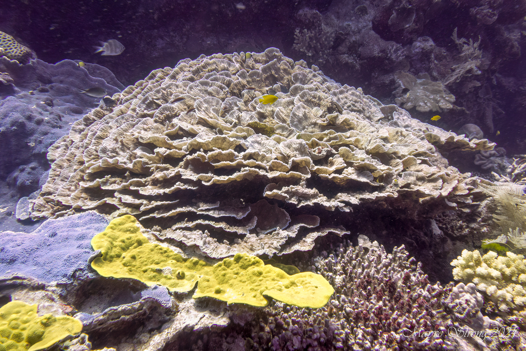 Merulina Triangularis Merulina on October 1, 2024 at 11:16 AM by Mayve · iNaturalist