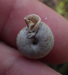 Daedalochila