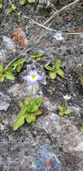 Pinguicula hirtiflora