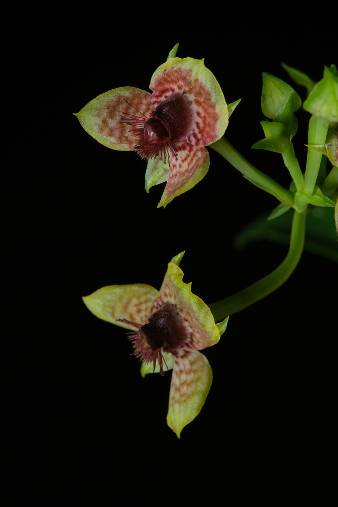 Telipogon phalaenopsis