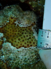 Stephanocoenia intersepta