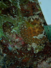 Stephanocoenia intersepta