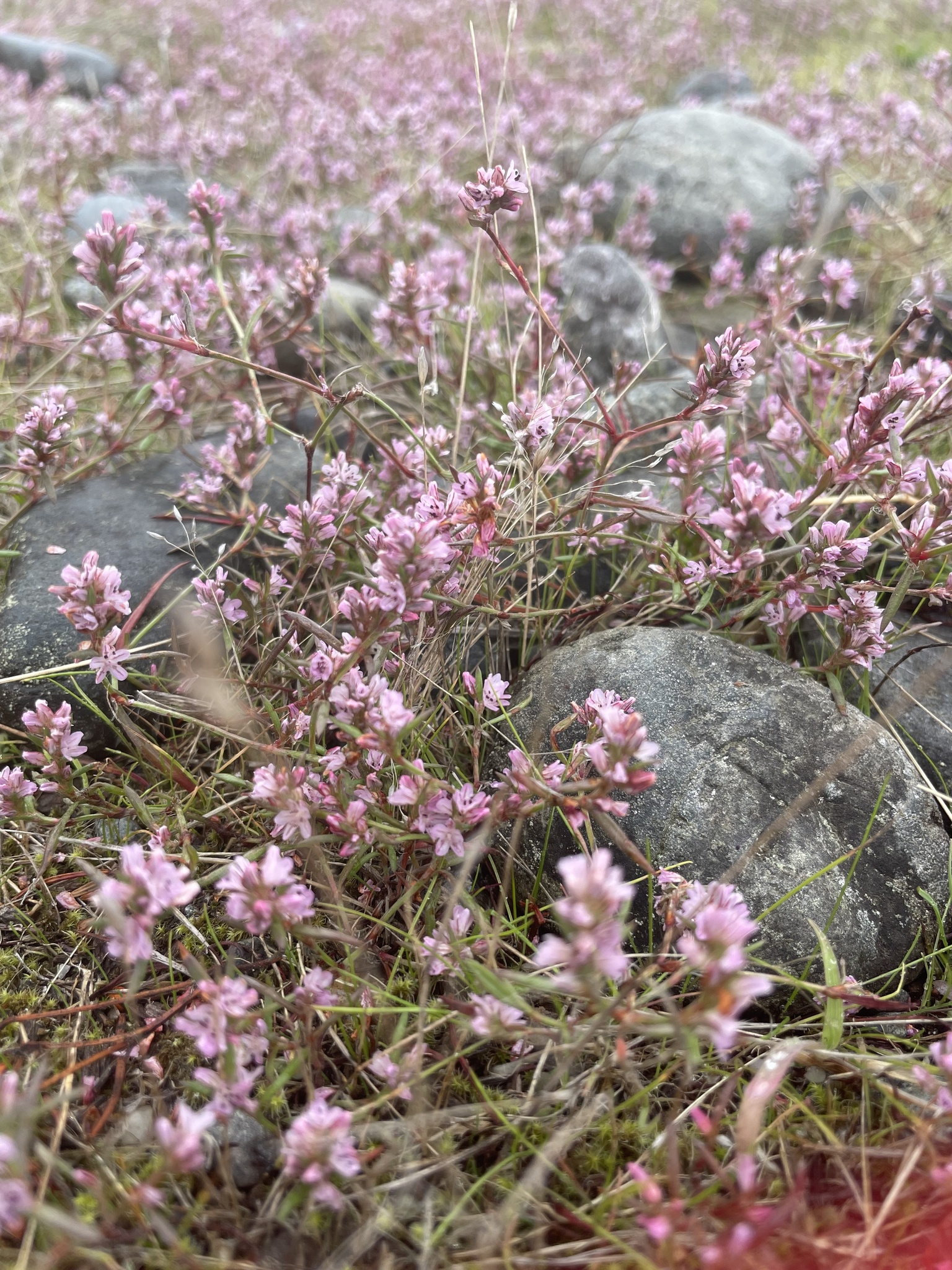 Polygonum spergulariiforme