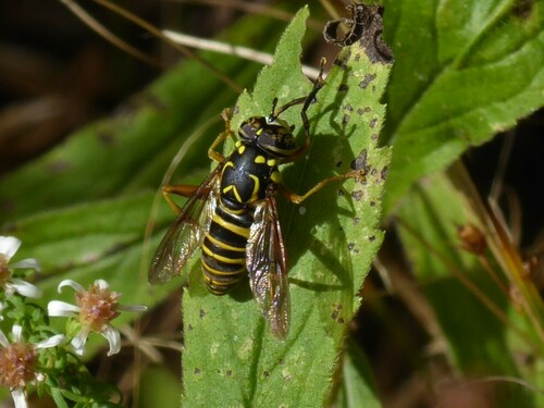 Eastern Hornet Fly photo 4