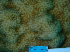 Porites astreoides
