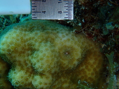 Porites astreoides