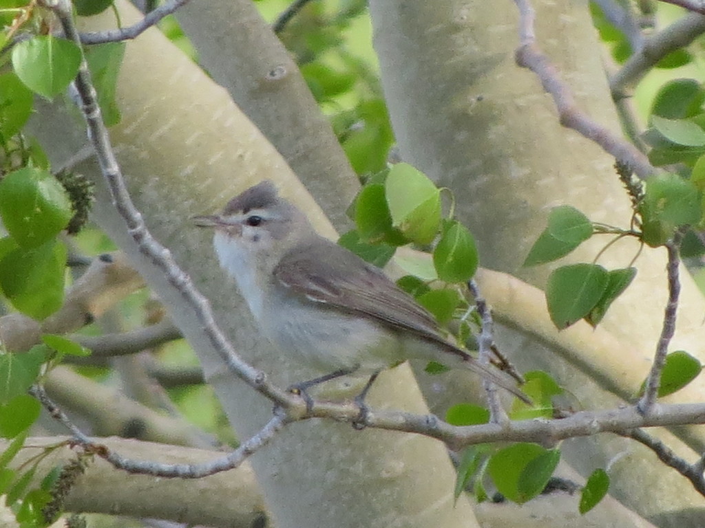 Vireo gilvus brewsteri