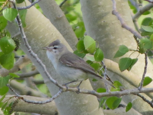 Vireo gilvus brewsteri
