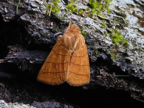 Mustard Sallow photo 2