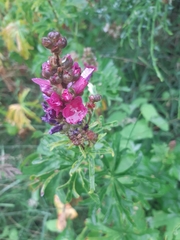 Sidalcea hendersonii