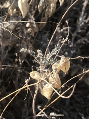Astragalus trichopodus