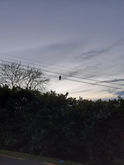 Hemiphaga novaeseelandiae