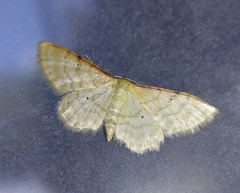 Idaea humiliata