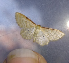 Idaea humiliata