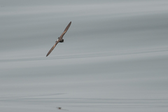 Hydrobates tethys