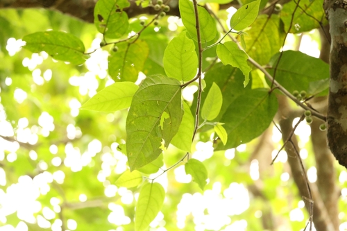 Ficus scabra observed 2024-10-02