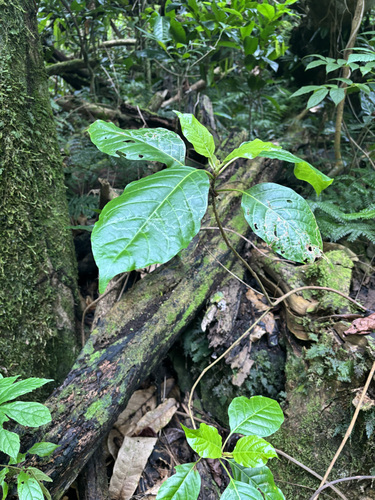 Neonauclea forsteri observed 2024-09-25