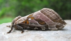 Sthenopis argenteomaculatus