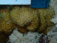 Porites astreoides