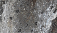 Balantiopteryx plicata
