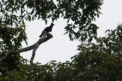 Cephalopterus ornatus