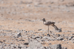 Burhinus superciliaris