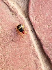 Gynandrobrotica