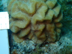 Pseudodiploria strigosa