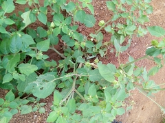 Physalis angulata
