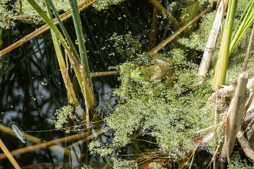 iNaturalist observation photo of American Bullfrog