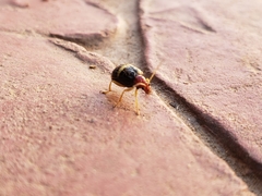 Gynandrobrotica