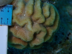 Pseudodiploria strigosa