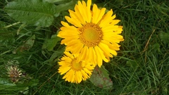 Helenium scorzonerifolium