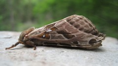 Sthenopis argenteomaculatus