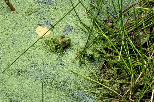 iNaturalist observation photo of American Bullfrog