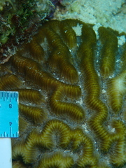 Pseudodiploria strigosa