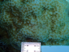 Porites astreoides