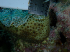 Stephanocoenia intersepta