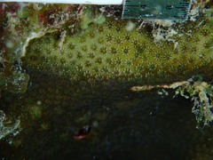 Stephanocoenia intersepta