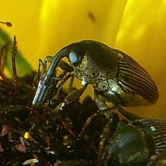 Odontocorynus umbellae
