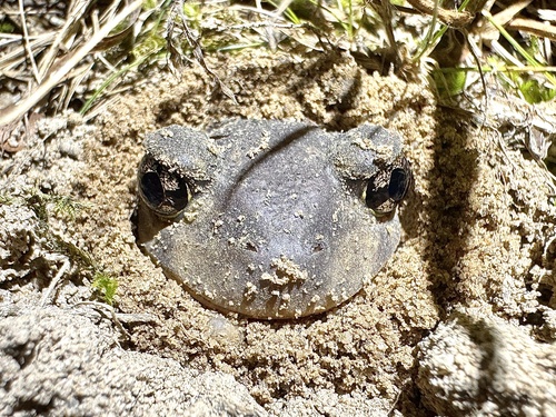 Eastern Spadefoot photographed in New Jersey