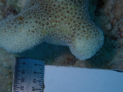 Porites porites