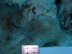 Porites porites