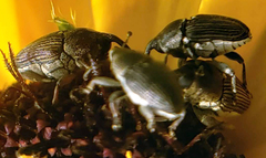 Odontocorynus umbellae