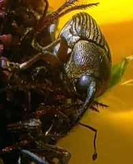 Odontocorynus umbellae