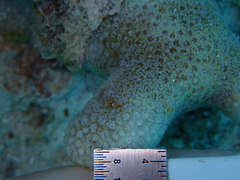 Porites porites