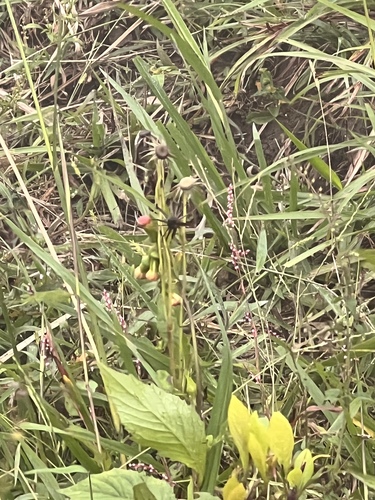 redflower ragleaf