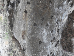 Balantiopteryx plicata